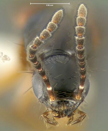 Media type: image;   Entomology 601713 Aspect: head frontal view